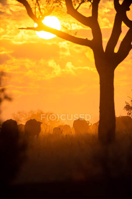 Uma manada de búfalos, Syncerus caffer, caminhe em direção ao pôr do sol, silhueta. — Fotografia de Stock