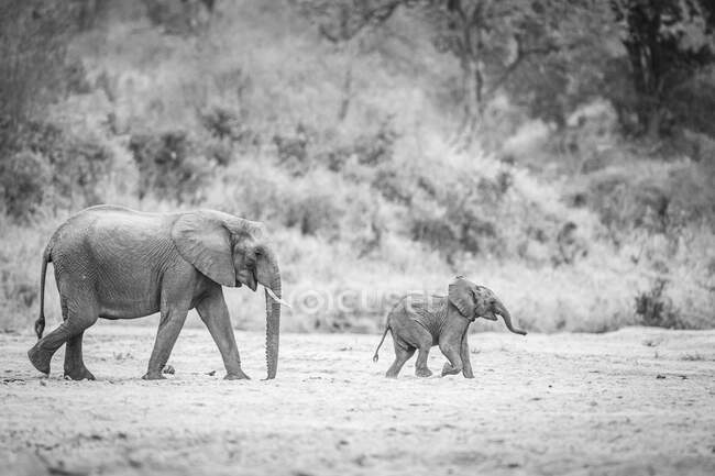 An elephant mother and calf, Loxodonta africana, walk across a dry river bed in black and white . — Stock Photo