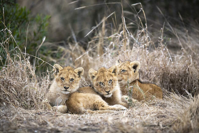 Левові малята, Panthera leo, тиснуться разом у сухій траві.. — стокове фото