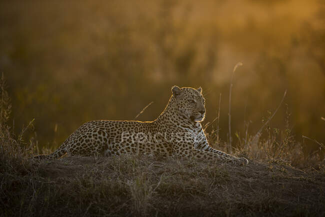 A male leopard, Panthera pardus, lies on a termite mound at sunset, back lit, looking out of frame. — Stock Photo