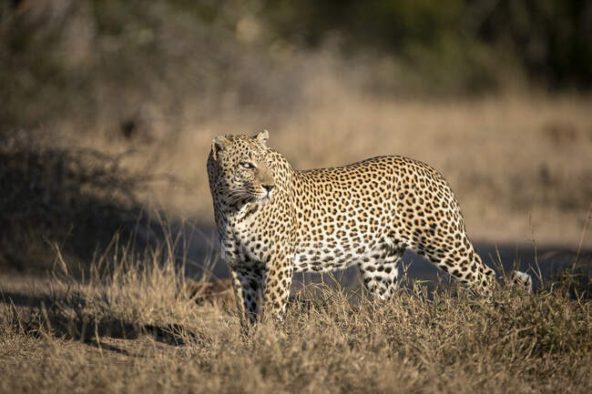 Un leopardo macho, Panthera pardus, camina sobre hierba seca y corta, mirando por encima del hombro a la luz del sol. - foto de stock