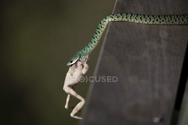 Un serpent tacheté, Philothamnus semivariegatus, mange une grenouille. — Photo de stock