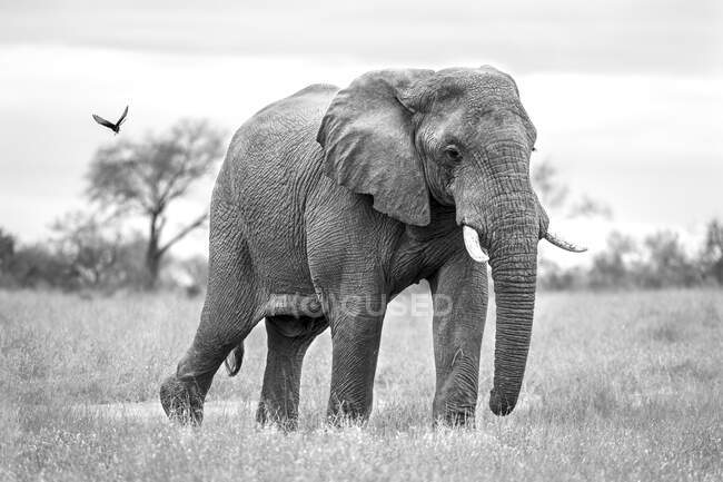 Un elefante, Loxodonta africana, orejas extendidas - foto de stock