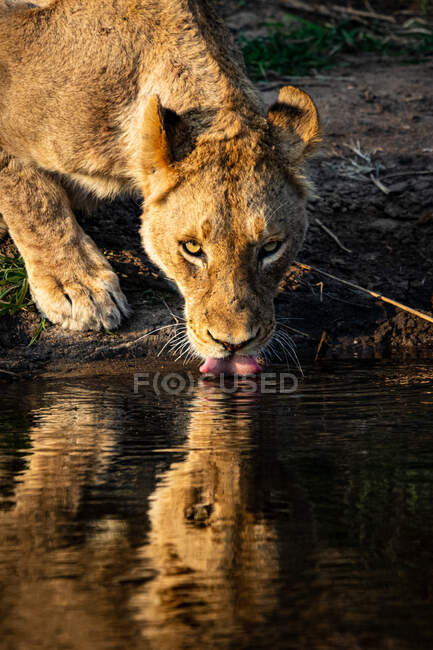 Uma leoa, Panthera leo, bebe água, reflexão na água — Fotografia de Stock