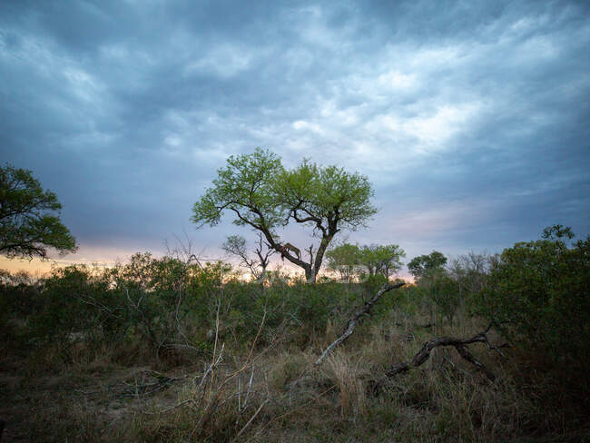 Uma paisagem de um leopardo, Panthera pardus, numa árvore com a sua morte, silhueta — Fotografia de Stock