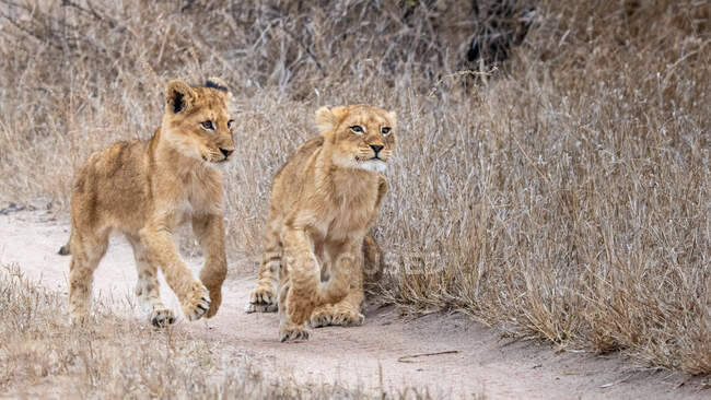 Два львиных детеныша, Panthera leo, бегут по грунтовой дорожке через сухую траву — стоковое фото