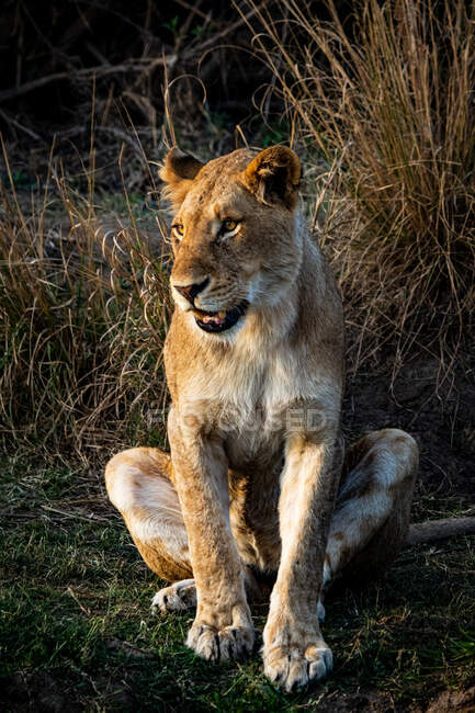 Una leonessa, Panthera leo, si siede, guardando fuori dalla cornice — Foto stock