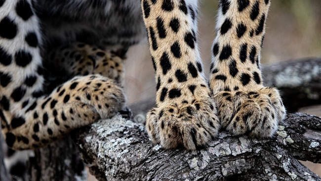 Los pies de un leopardo, Panthera pardus, de pie sobre una rama de árbol - foto de stock