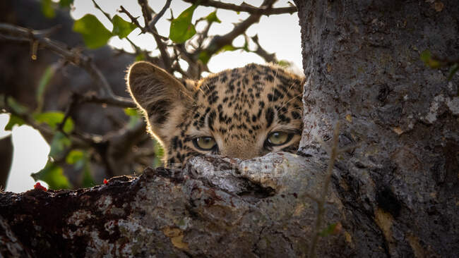 Un cachorro de leopardo, Panthera pardus, mira por encima de una rama en un árbol - foto de stock