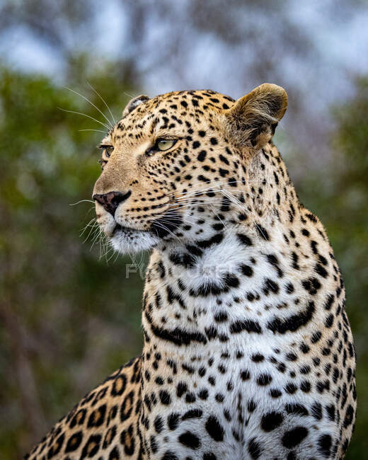 Ritratto di un leopardo femmina, Panthera pardus, che guarda fuori cornice — Foto stock