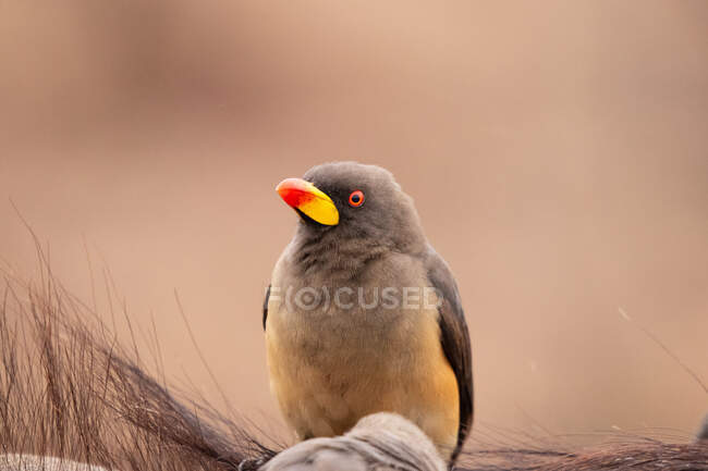 Un pájaro de pico amarillo, Buphagus africanus, sentado, mirando fuera de marco - foto de stock