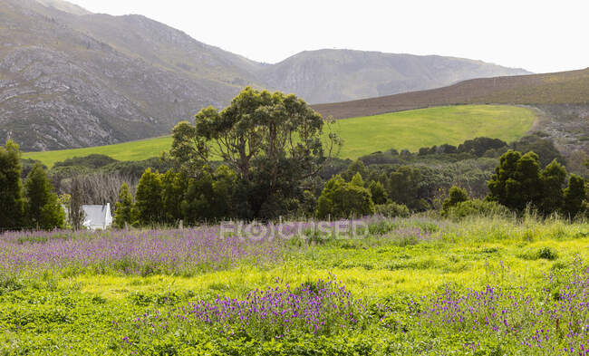 Landscape, farmland and fields, trees and hedges, mountain range in background — Stock Photo