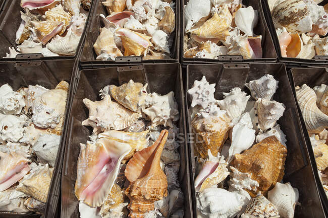 Poubelles de coquilles de conque sur une stalle — Photo de stock