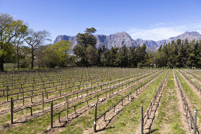 Vineyard, Stellenbosch, Western Cape, South Africa. — Stockfoto