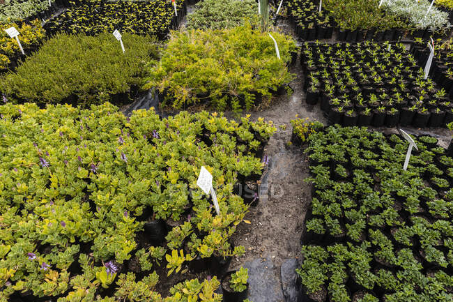 Pflanzen zum Verkauf, Stanford, Western Cape, Südafrika. — Stockfoto
