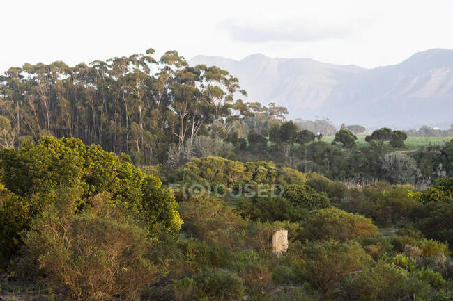 Wandel Pad, Stanford, Western Cape, Sudafrica. — Foto stock