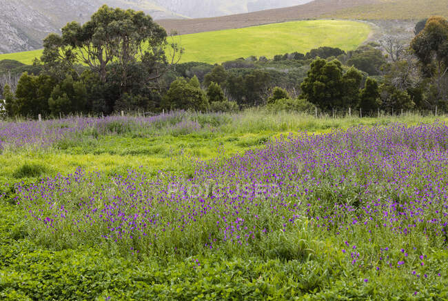 Пейзаж, сельхозугодия и поля, деревья и изгороди, горный хребет в фоновом режиме — стоковое фото