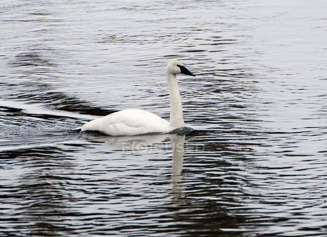 Trumpeter swan, Cygnus buccinator, on the water paddling — Stock Photo