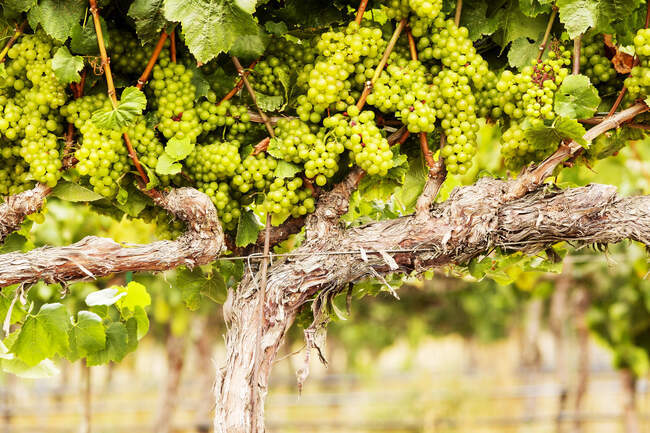Виноград росте на винограді. — стокове фото