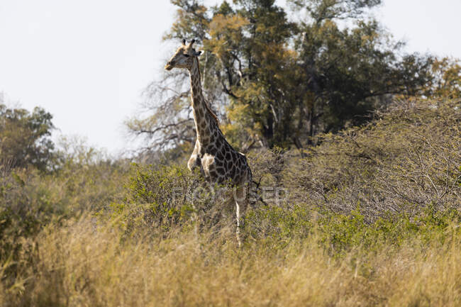 Eine Giraffe, Giraffa camelopardalis, steht im langen Gras — Stockfoto