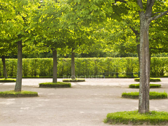 Peterhof Palace gardens, trees, hedges and paths — Stock Photo