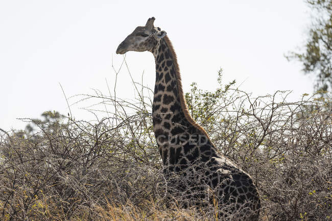 Eine Giraffe, Giraffa camelopardalis, weidet im langen Gras — Stockfoto