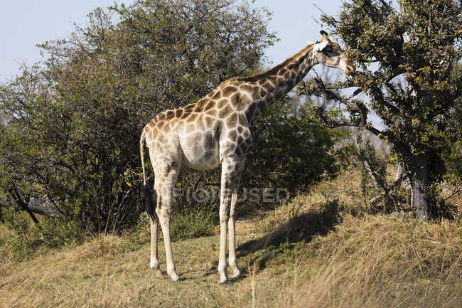 Una giraffa, Giraffa camelopardalis, al pascolo sui rami superiori di un albero. — Foto stock