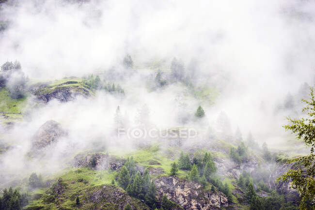 Forêt dans les montagnes dans la brume ou le brouillard, vue surélevée — Photo de stock