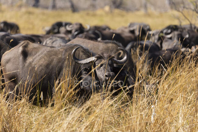 A herd of water buffalo, Bubalus bubalis in long grass on marshland — Stock Photo