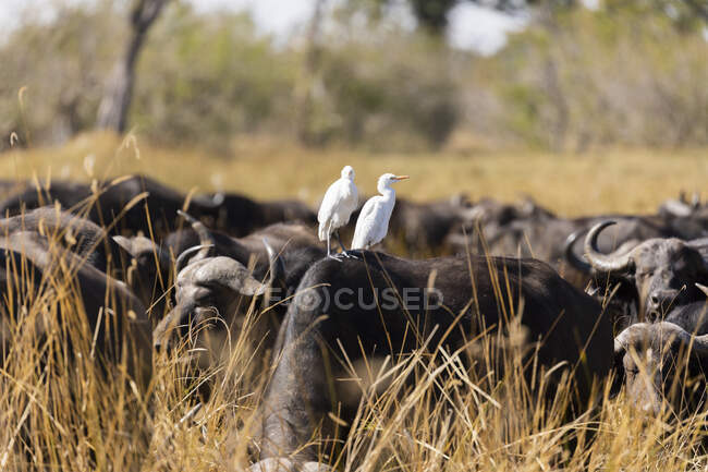 Un troupeau de buffles d'eau, Bubalus bubalis, dans une longue herbe sur un marais — Photo de stock