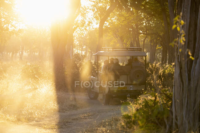 Vehículo de safari en una unidad de juego al amanecer - foto de stock
