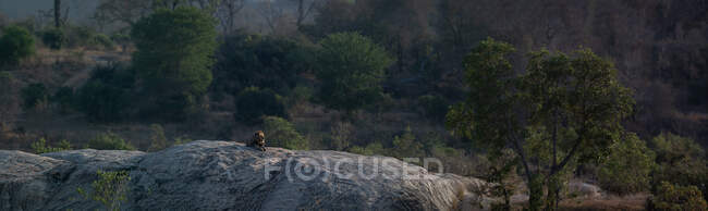 A panoramic shot of a lion, Panthera leo, lying on a boulder — Stock Photo