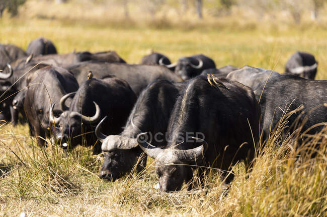 Una manada de búfalos de agua, Bubalus bubalis en hierba larga en las marismas - foto de stock