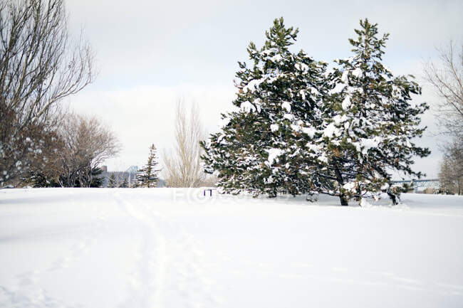 Nieve profunda, paisaje invernal, espacio abierto y árboles altos, - foto de stock