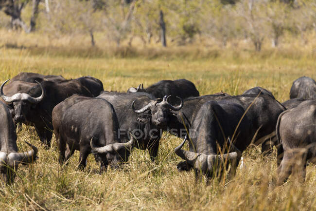 Un troupeau de buffles d'eau, Bubalus bubalis, dans une longue herbe sur un marais — Photo de stock