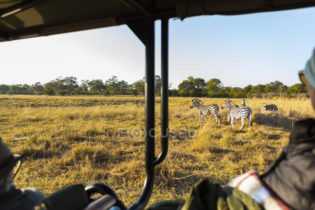 Passengers in a safari jeep watching a small group of zebra grazing — Stock Photo