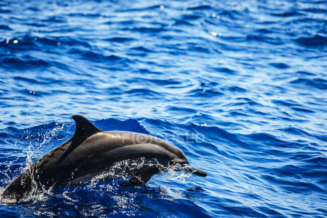 Dolphin emerging from the water in ocean. — Stock Photo
