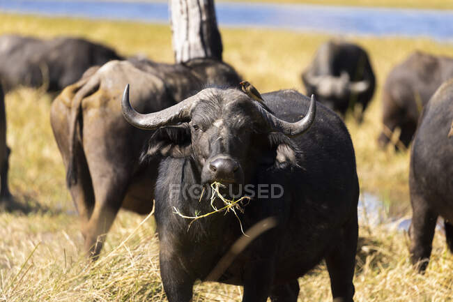 Uma manada de búfalos de água, Bubalus bubalis em grama longa em pântano — Fotografia de Stock