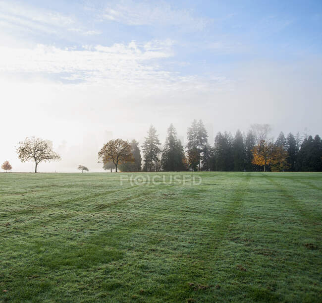 Stanley Park in the early morning. — Stockfoto