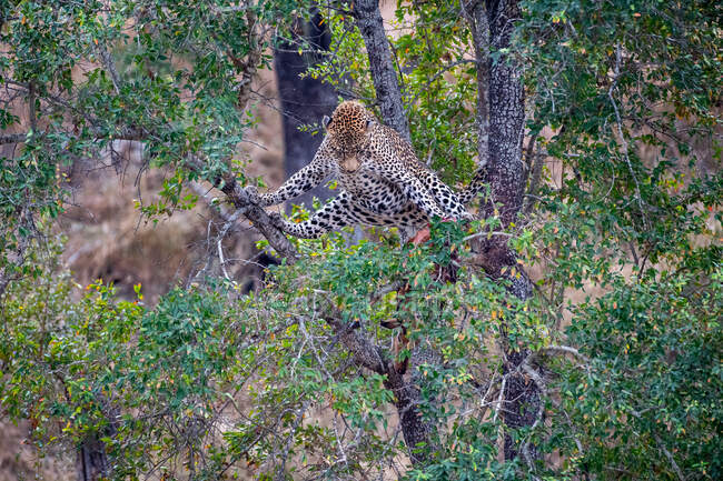 A leopard, Panthera pardus, does the splits in a tree while looking down at its kill — Stock Photo