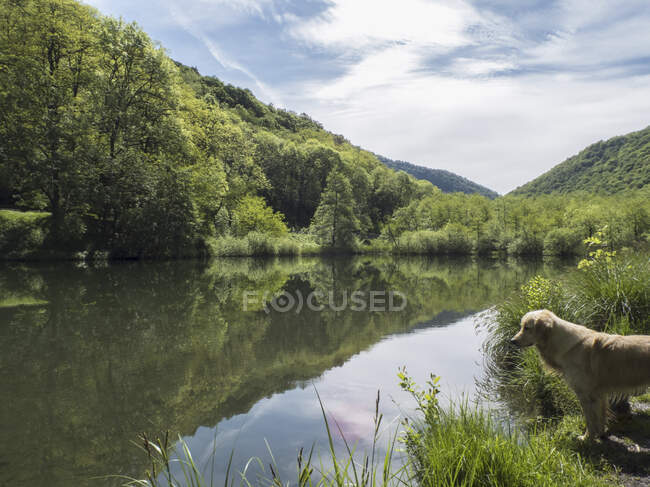 View over flat calm lake water, mountains and woodland, a dog on the shore — Stock Photo