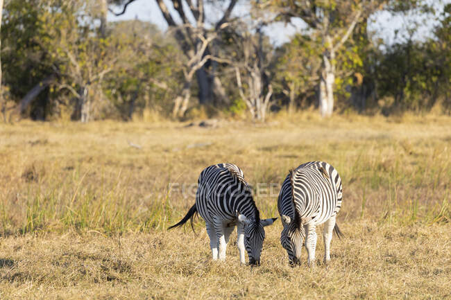 Zebra, equus quagga, due animali al pascolo sull'erba. — Foto stock