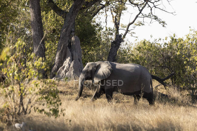 Дорослий слон локсодонта африканський, який мандрує болотом. — стокове фото