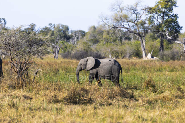 Ein ausgewachsener Elefant, loxodonta africanus, watet durch Sümpfe — Stockfoto