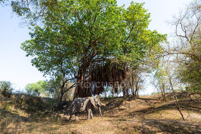 Ein Elefant, Loxodonta africana, steht unter einem Baum — Stockfoto