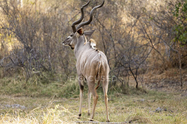 Un gran kudu, Tragelaphus strepsiceros, con cuernos retorcidos, - foto de stock