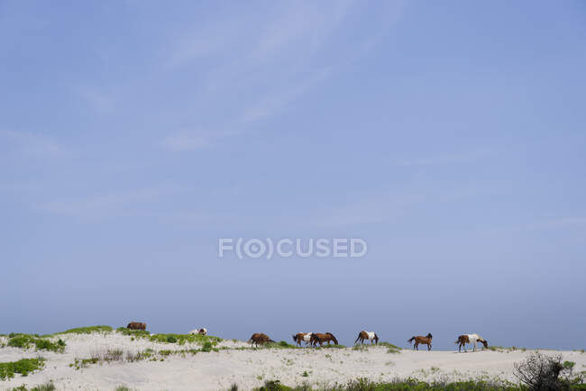 Wild horses on sand dunes at Assateague Island. — Fotografia de Stock