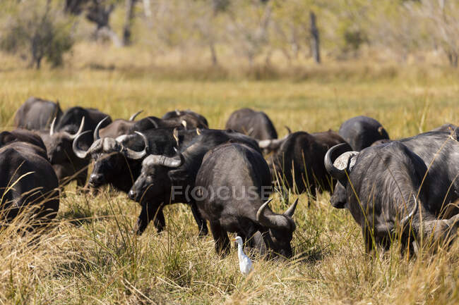 Una manada de búfalos de agua, Bubalus bubalis en hierba larga en las marismas - foto de stock