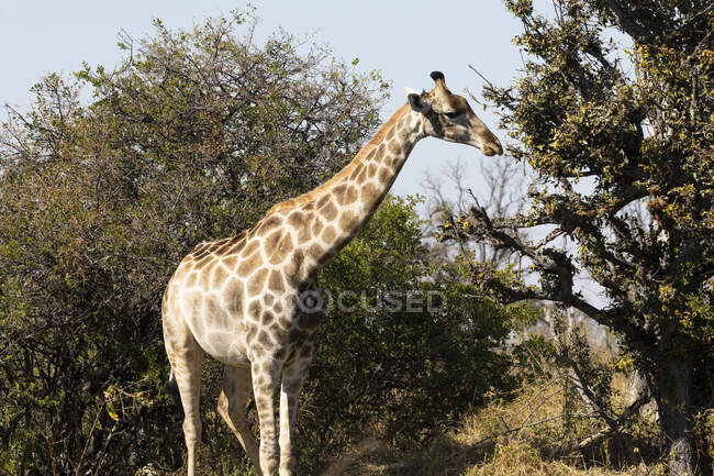 Una jirafa, Giraffa camelopardalis, pastando en las ramas superiores de un árbol. - foto de stock