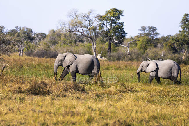 Zwei ausgewachsene Elefanten, loxodonta africanus, wateten durch Sumpfgebiete — Stockfoto